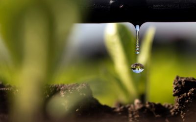 Drip Irrigation